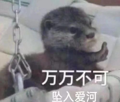 猪坠入爱河表情包,萌宠表情包演绎浪漫瞬间